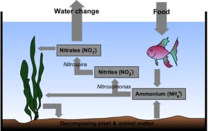 The Nitrogen Cycle