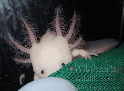 hungry axolotl