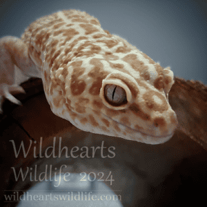 How Long Do Leopard Geckos Live? – Wild Hearts Wild Life