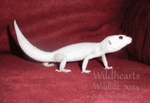 How Long Do Leopard Geckos Live? – Wild Hearts Wild Life